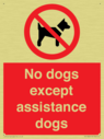 no-dogs-except-assistance-dogs~